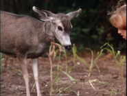 The Yearling (1994)