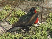 Wildest South America (1998)