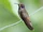 Brown Violetear