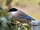 Iberian Magpie