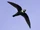 White-collared Swift