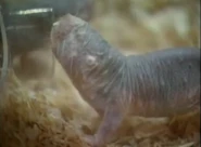 Bill Nye the Science Guy (1993-1998)