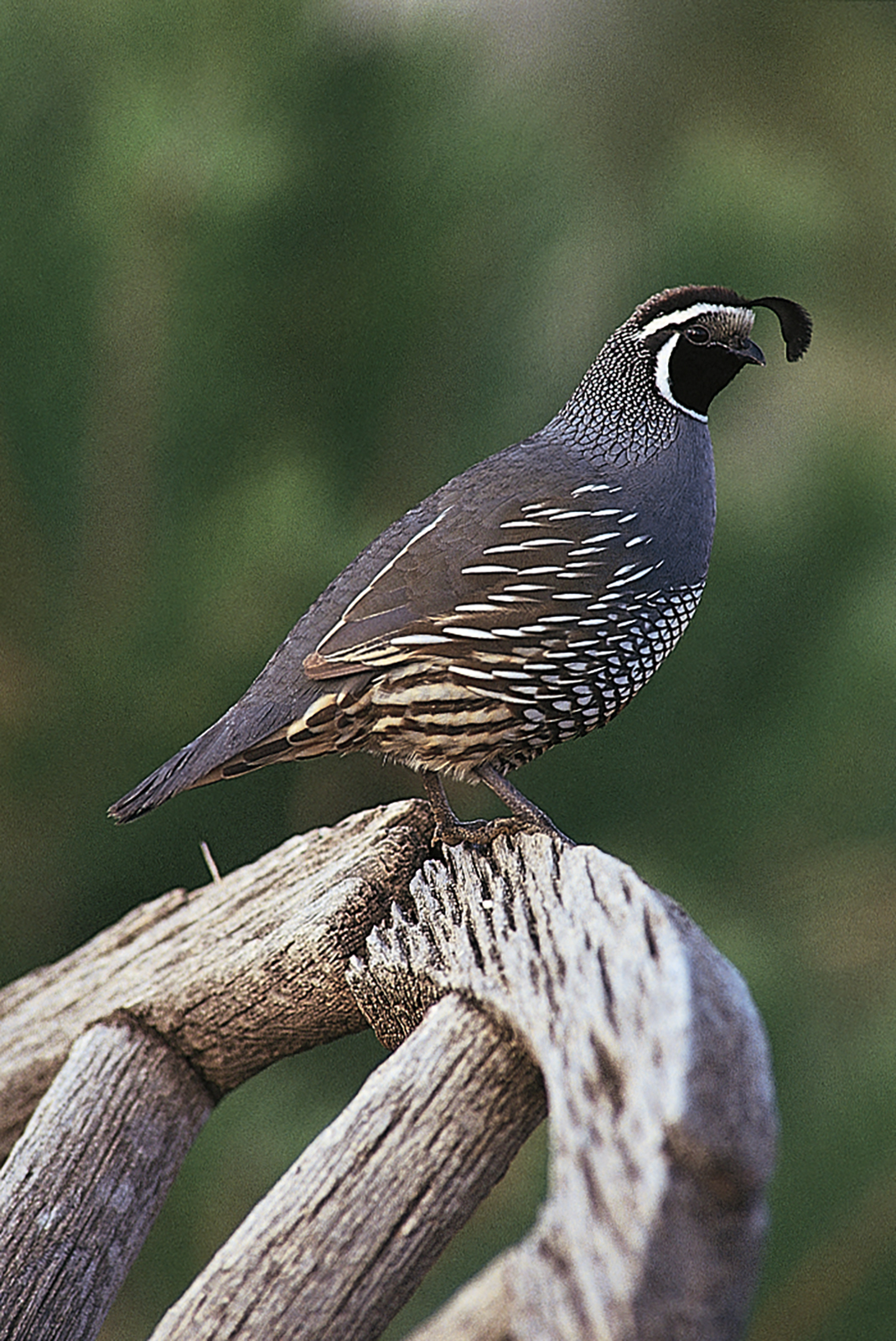 California Quail | NatureRules1 Wiki | Fandom