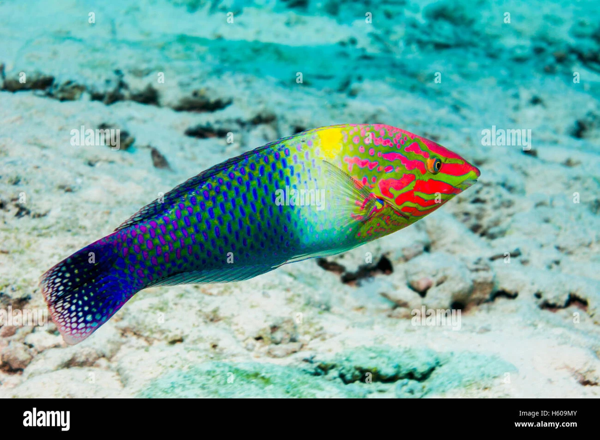 Checkerboard Wrasse | NatureRules1 Wiki | Fandom