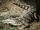 Freshwater Crocodile