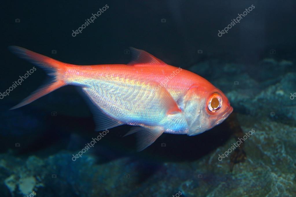 Splendid alfonsino - Wikipedia