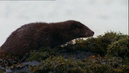 Eagle Island (2005)
