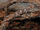 Northern Spiny-tailed Gecko