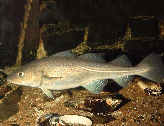 Wildlife in Greenland: Fish