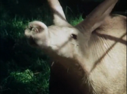 Life on Earth (1979)