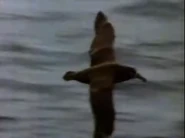Marathon Bird Black-footed Albatross.png (475 KB) Marathon Bird (1991)