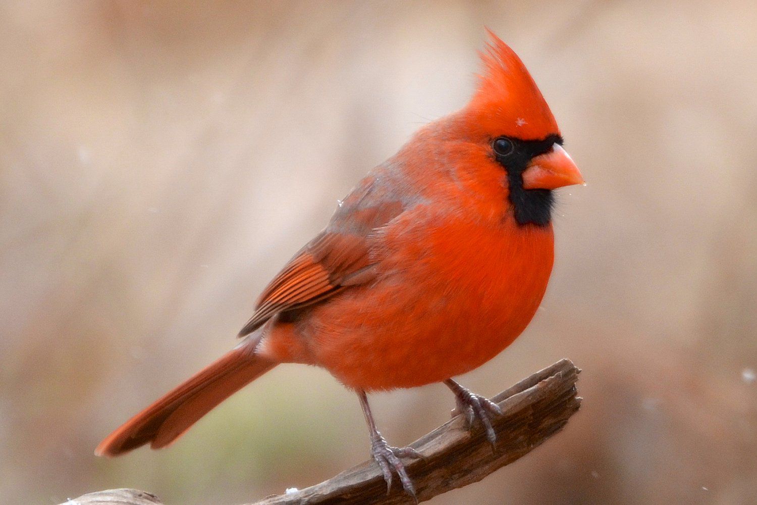 Northern Cardinal - Wild Birds