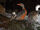 Torrent Duck