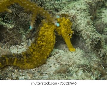 Tiger Tail Seahorse | NatureRules1 Wiki | Fandom