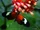 Burney's Longwing