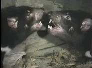 Amazing Animals (1996-1999)