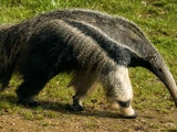 Giant Anteater