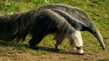 Giant Anteater, Adopt Me! Wiki