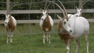Dr. Dolittle: Tail to the Chief (2008)