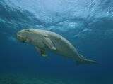 Dugong