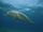 Dugong