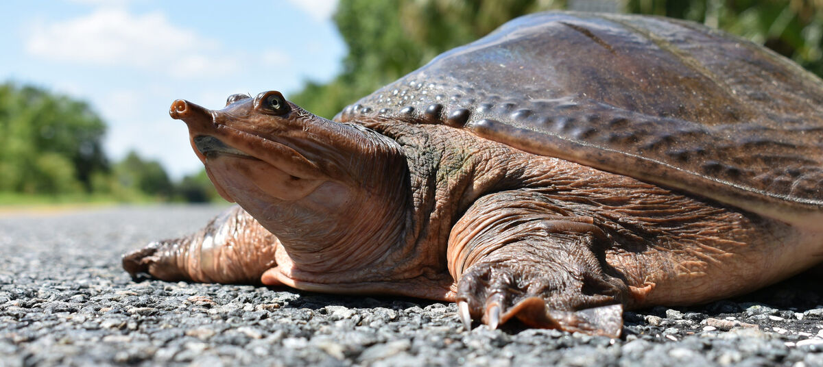 Florida Softshell Turtle | NatureRules1 Wiki | Fandom