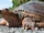 Florida Softshell Turtle