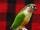 Green-cheeked Parakeet