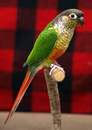 What Type of Bird Is Ari? – Green-Cheeked Conure – Nature Blog Network