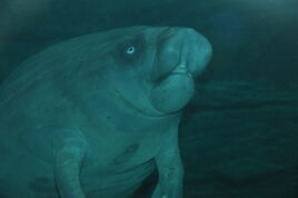 Manatee, African2