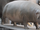 Moeritherium