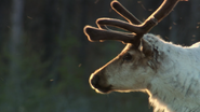 Siberia's Wild Year (2017)