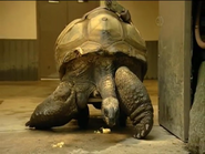 Jim Knox’s Wild Zoofari (2006)