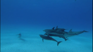 Dolphins and Whales (2008)