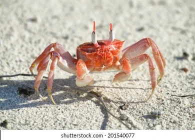 Painted Ghost Crab | NatureRules1 Wiki | Fandom
