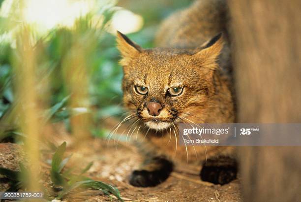 Chinese mountain cat - Wikipedia