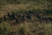 Running Wild (1992)