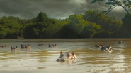 Serengeti II (2021)