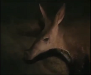 The Search for the World's Most Secret Animals (1989)