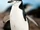 Chinstrap Penguin
