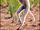 Verreaux's Sifaka