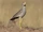 African Wattled Lapwing