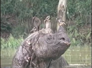 Amazing Animals (1996-1999)