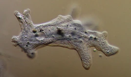 Amoeba
