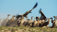 Dynasties (2018)
