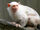 Silvery Marmoset