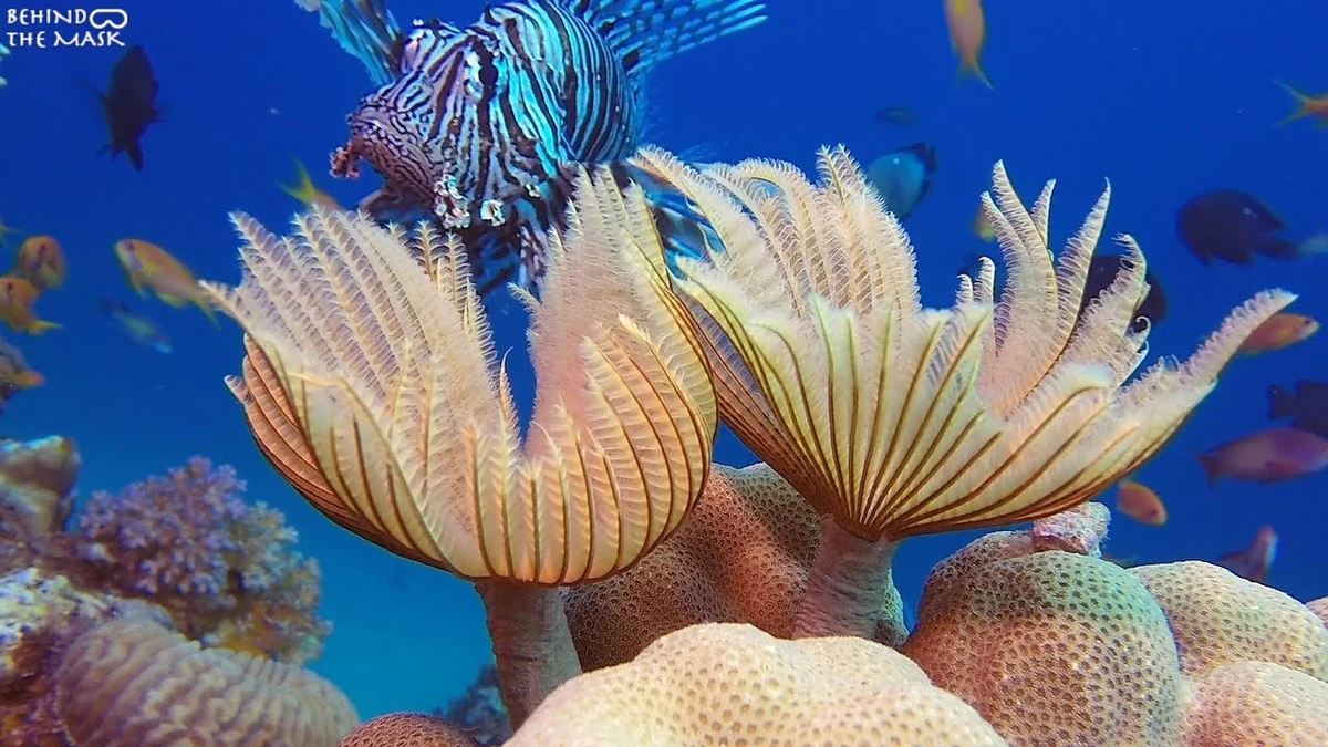 Feather Duster Worm NatureRules1 Wiki Fandom