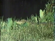 Jet Set Wildlife (1984)