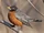 American Robin
