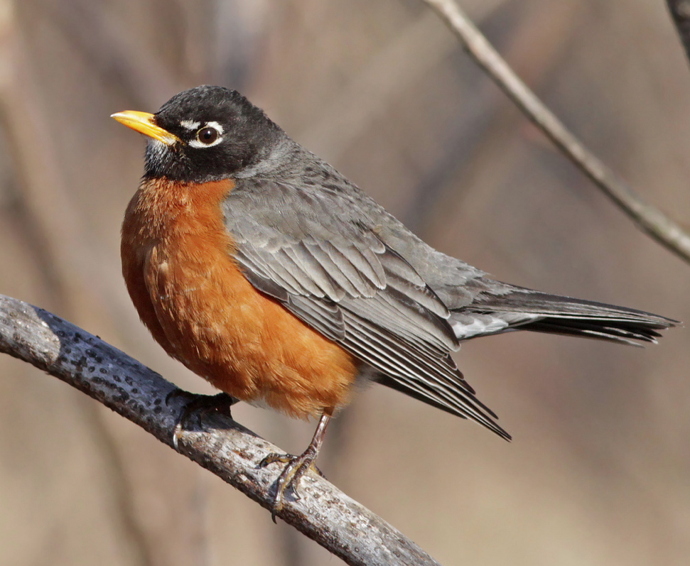 American robin - Wikipedia